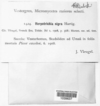 Herpotrichia nigra image